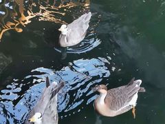 -南宫五洲植物乐园