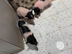 -上海大自然野生昆虫馆(东方明珠·爬宠昆虫探索中心)