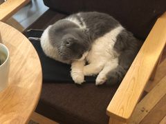 -猫的天空之城概念书店(印象城购物中心店)