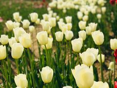 -杭州湾海上花田景区