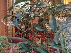 -华冠悠岚·庭院餐厅(青城后山店)