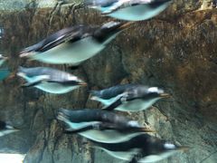 -成都浩海立方海洋公园