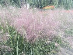 -羊亭河湿地公园