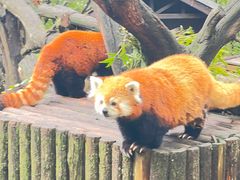 -云南野生动物园