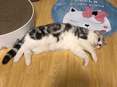 -爱妮康宠物医院·干细胞免疫细胞·肿瘤·心脏(张江店)