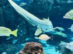 -上海海洋水族馆