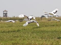 -盐城丹顶鹤湿地生态旅游区