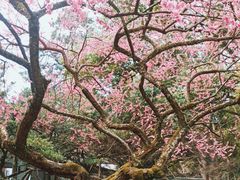 -杭州植物园