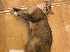 -猫咪派对(江南西店)