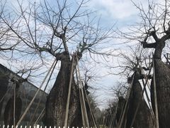-万顷园艺世界