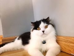 -啵啵喵·猫咖(攀华国际店)
