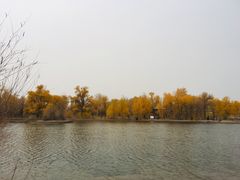 -金塔沙漠胡杨林景区