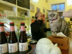 -猫色咖啡·猫咖