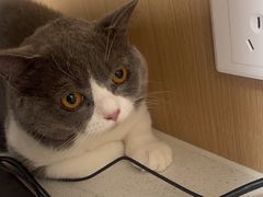 -瑞派康怡24h宠物医院·犬猫医疗中心·微创绝育(瑞景分院)