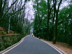-武汉大学-樱园