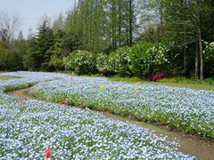 -上海滨江森林公园