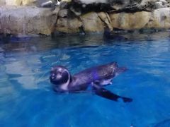 -迪拜水族馆及水下动物园
