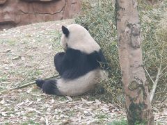 -安吉竹博园