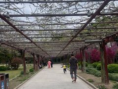 -嘉定紫藤园