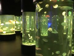 -悉尼海洋生物水族馆