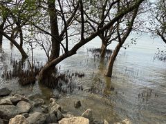 -宝安西湾红树林湿地公园