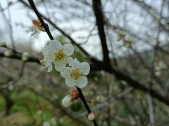 -红花湖景区