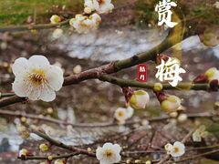 -秀丽东方