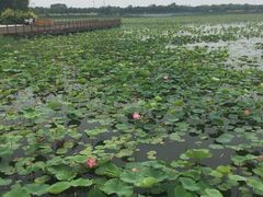 -天津东丽湖风景区