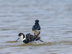 -齐汇维景大酒店游泳馆(山东政协大厦齐汇维景)