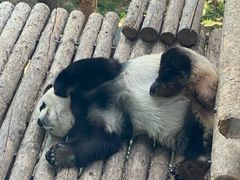 -大连森林动物园