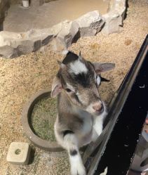 -酷嗒动物文化乐园(cutezoo西溪乐天城店)