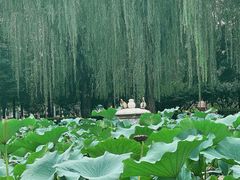 -团结湖公园