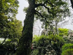 -何园