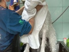 -瑞派动物医院·绝育·犬猫全科·预防医学(光景江南中店)