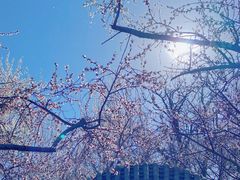 -桃花堤公园