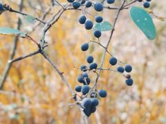 -上海佘山国家森林公园西佘山园