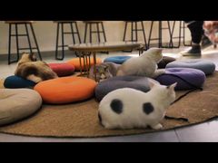 -Heymao猫咖.咖啡厅(东门店)
