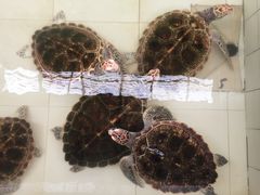 -广东惠东海龟国家级自然保护区