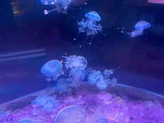 -欢乐海岸海洋奇梦馆