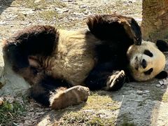 -卧龙中华大熊猫苑神树坪基地