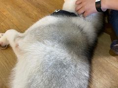 -Husky Go! 哈士奇体验馆·宠物咖啡厅狗咖