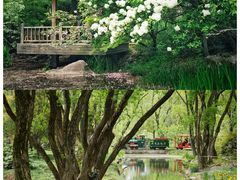 -上海共青森林公园
