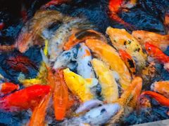 -上海大自然野生昆虫馆(东方明珠·爬宠昆虫探索中心)