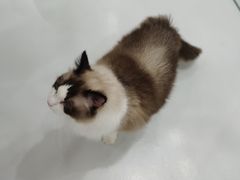 -糯米喵星人·撸猫猫舍咖啡馆(西市场嘉华店)