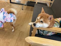 -南京Hallo宠物乐园·哈罗犬舍·柴犬繁育基地
