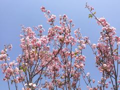 -天适樱花悠乐园