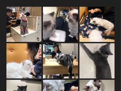 -藏猫猫咖啡主题馆(中央大道店)