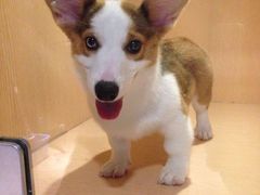 -Oh My Dog宠物沙龙(伊珊娜皮毛护理店)