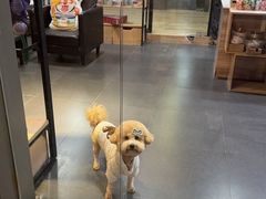 -宠宠熊宠物美容(星湖街店)