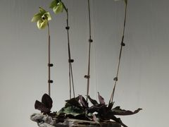 -北京植物园-展览温室